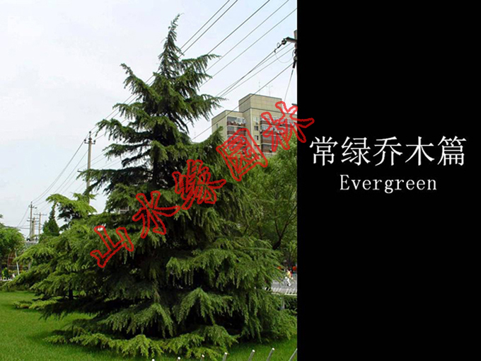 ���G��ľƪ